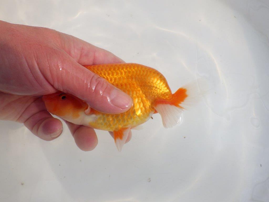 【愛知 伊藤孝広 氏】タネにお勧めポイント多数！！明け二歳らんちゅう約14,5cmオス