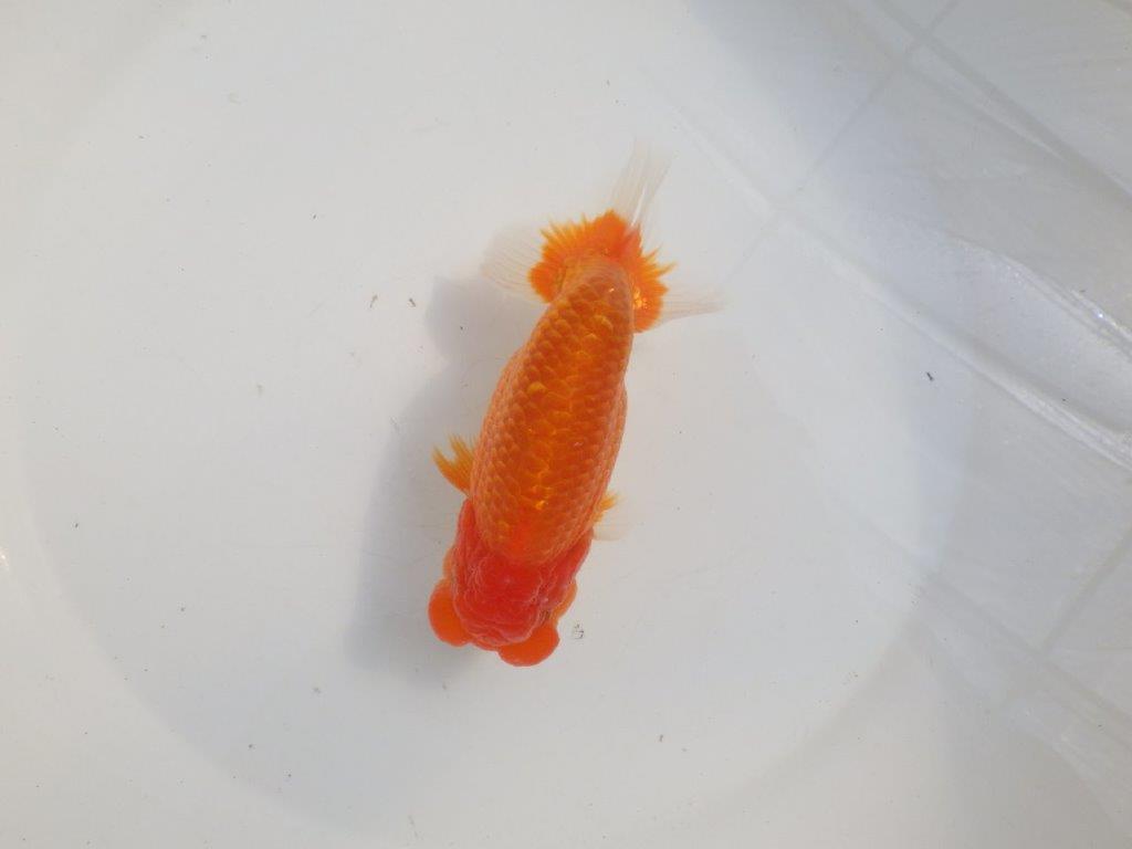 【愛知 伊藤孝広 氏】タネにお勧めポイント多数！！明け二歳らんちゅう約14,5cmオス