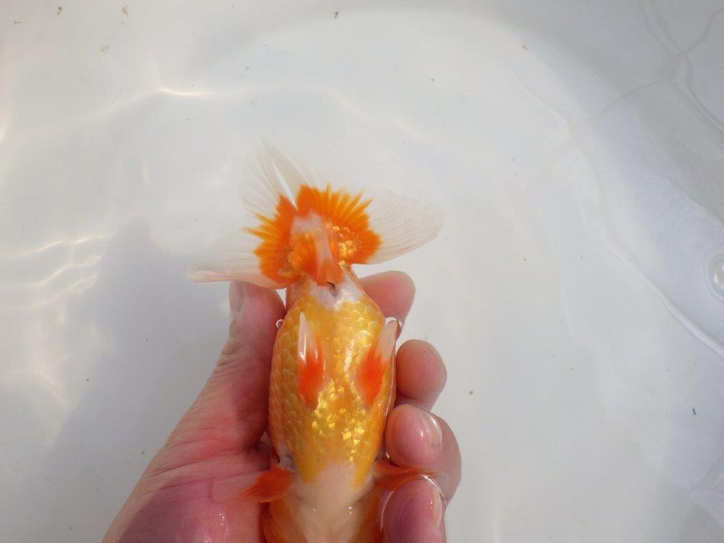 【愛知 伊藤孝広 氏】タネにお勧めポイント多数！！明け二歳らんちゅう約14,5cmオス