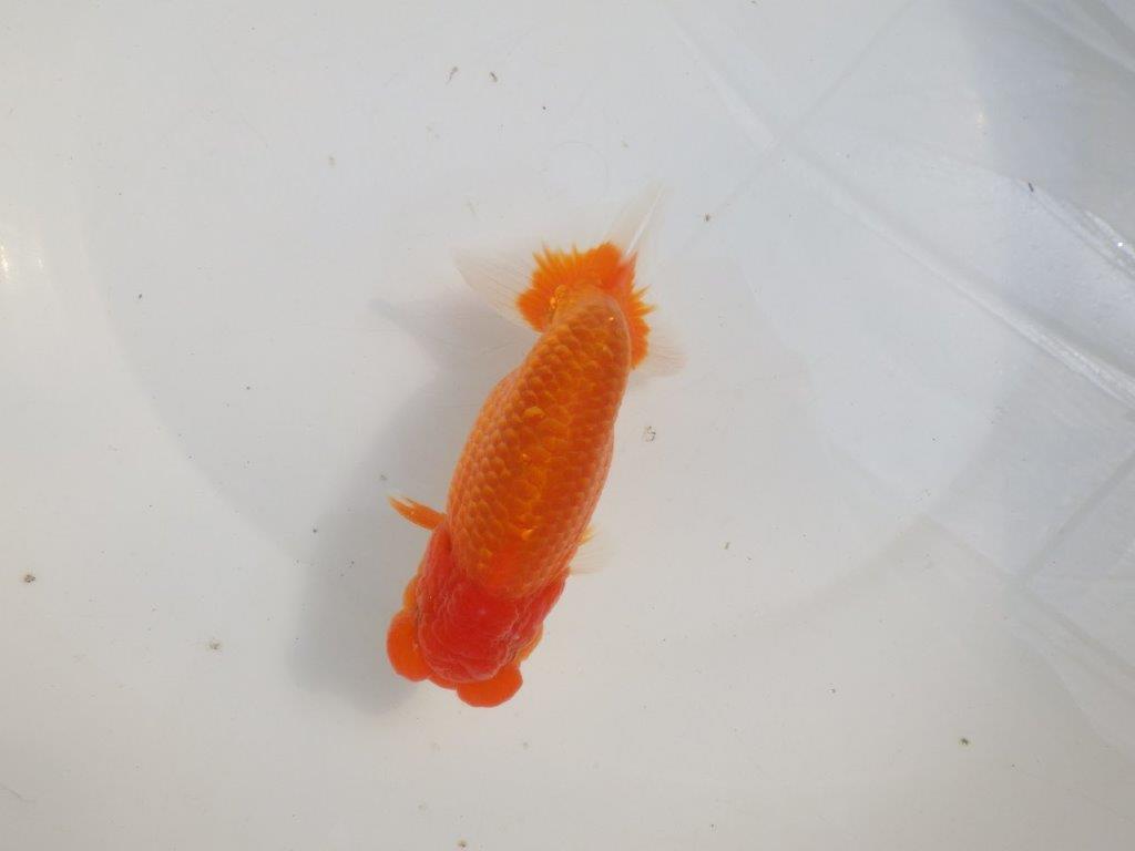 【愛知 伊藤孝広 氏】タネにお勧めポイント多数！！明け二歳らんちゅう約14,5cmオス