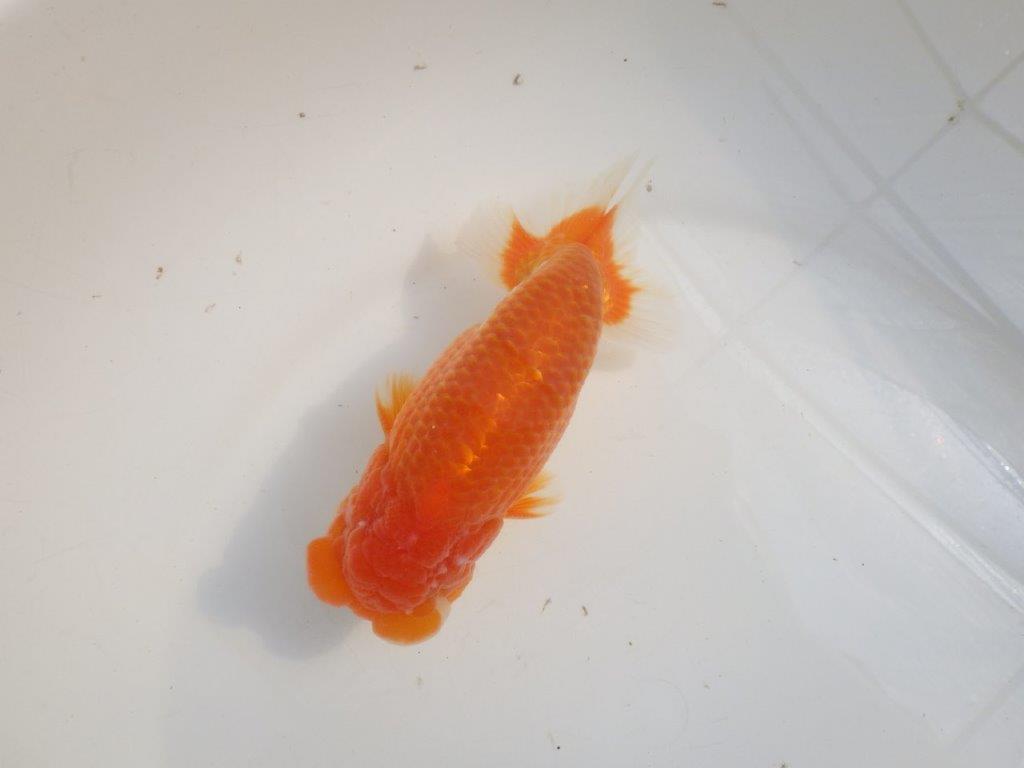 【愛知 伊藤孝広 氏】素晴らしいフンタン＆雰囲気が良い！！明け二歳らんちゅう約15cmオス