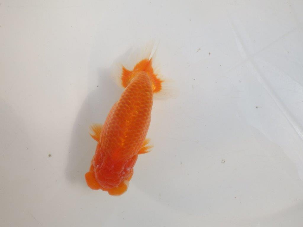 【愛知 伊藤孝広 氏】素晴らしいフンタン＆雰囲気が良い！！明け二歳らんちゅう約15cmオス