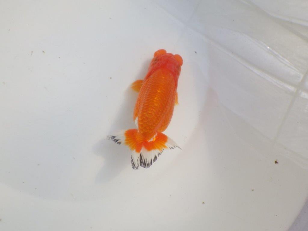 【愛知 伊藤孝広 氏】少しお腹が柔らかい明け二歳らんちゅう約12,5cmメス?