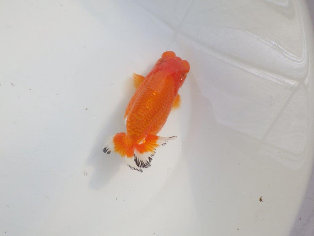 【愛知 伊藤孝広 氏】少しお腹が柔らかい明け二歳らんちゅう約12,5cmメス?