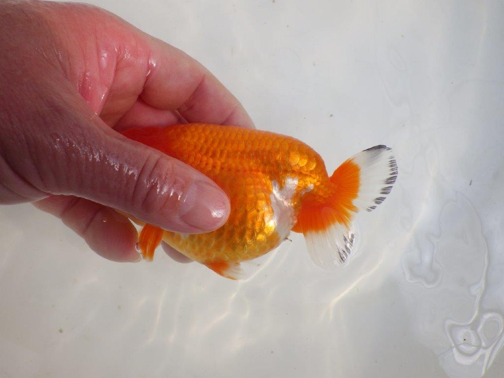 【愛知 伊藤孝広 氏】少しお腹が柔らかい明け二歳らんちゅう約12,5cmメス?