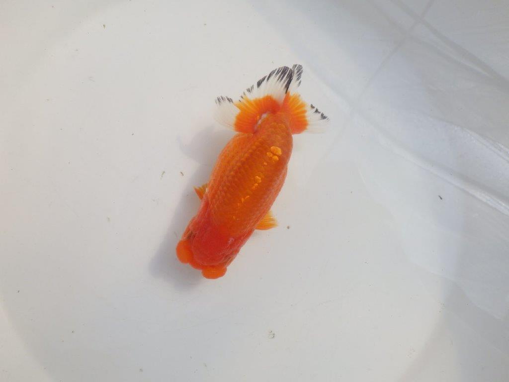 【愛知 伊藤孝広 氏】少しお腹が柔らかい明け二歳らんちゅう約12,5cmメス?