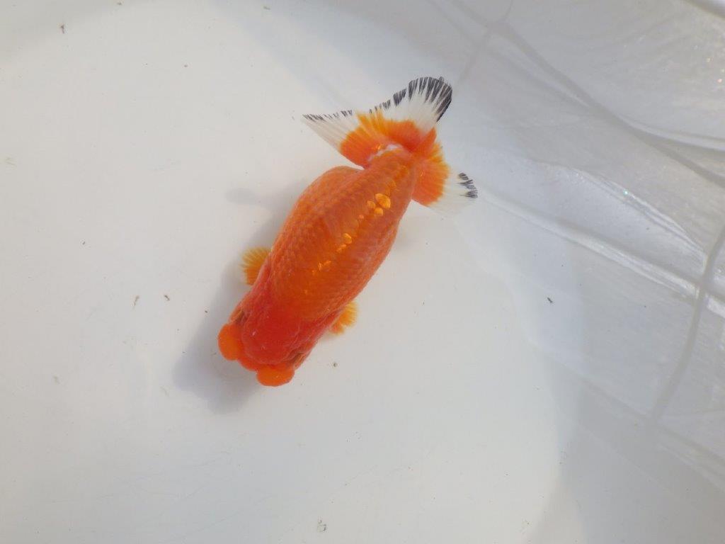 【愛知 伊藤孝広 氏】少しお腹が柔らかい明け二歳らんちゅう約12,5cmメス？