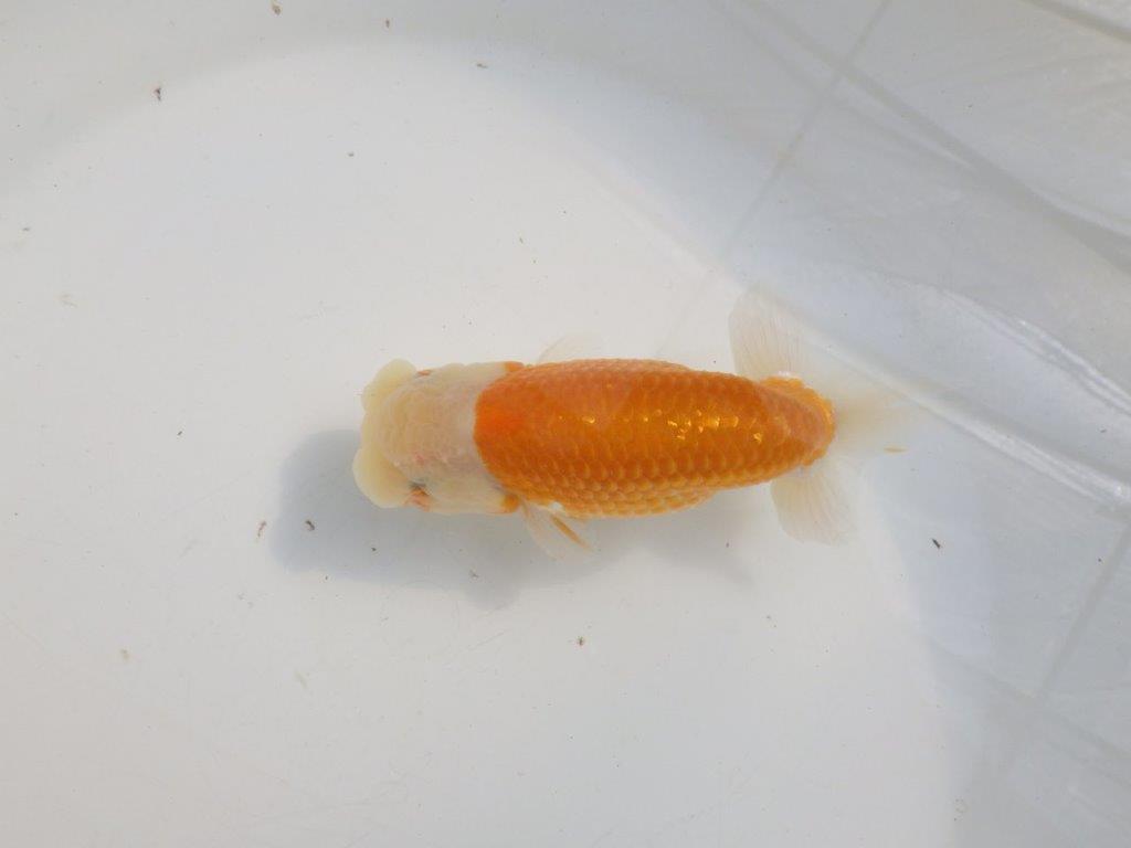 【愛知 伊藤孝広 氏】かなり雰囲気が良くなってきた明け二歳らんちゅう約13,5cmオス