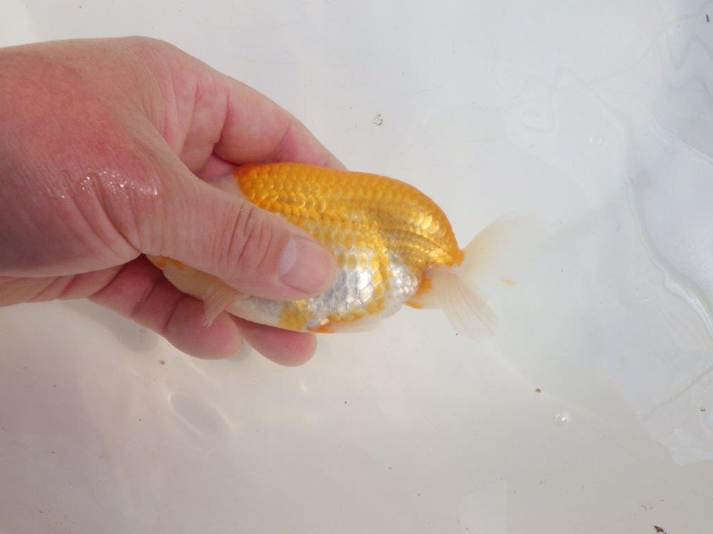 【愛知 伊藤孝広 氏】かなり雰囲気が良くなってきた明け二歳らんちゅう約13,5cmオス