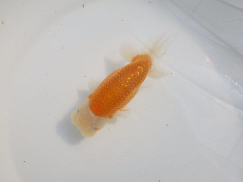 【愛知 伊藤孝広 氏】かなり雰囲気が良くなってきた明け二歳らんちゅう約13,5cmオス