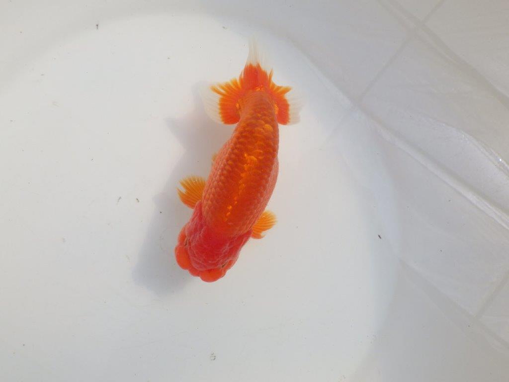 【愛知 伊藤孝広 氏】品評大会に向けて飼い込み！明け二歳らんちゅう約14,5cmオス