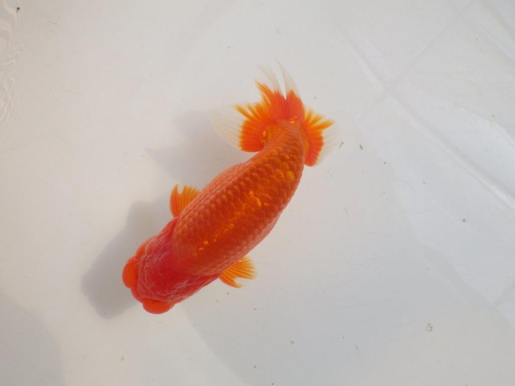 【愛知 伊藤孝広 氏】品評大会に向けて飼い込み！明け二歳らんちゅう約14,5cmオス