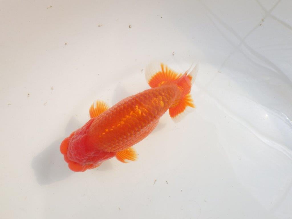 【愛知 伊藤孝広 氏】品評大会に向けて飼い込み！明け二歳らんちゅう約14,5cmオス