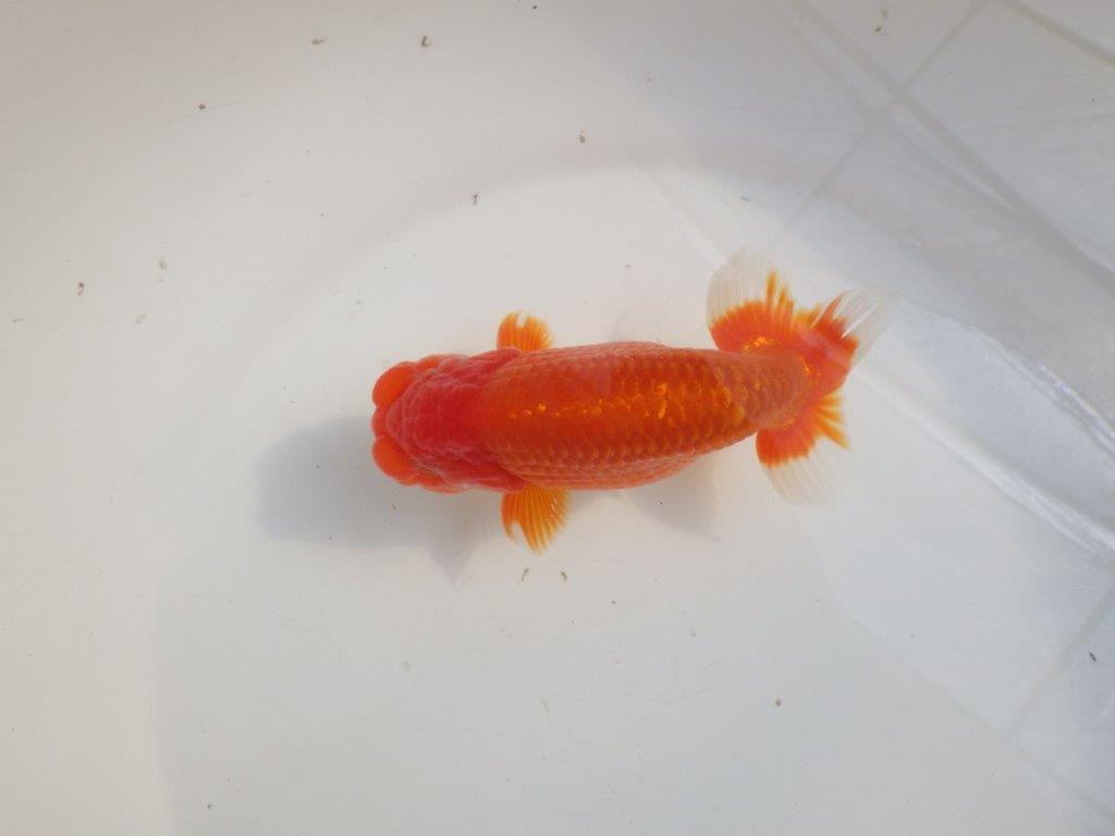 【愛知 伊藤孝広 氏】品評大会に向けて飼い込み！明け二歳らんちゅう約14,5cmオス