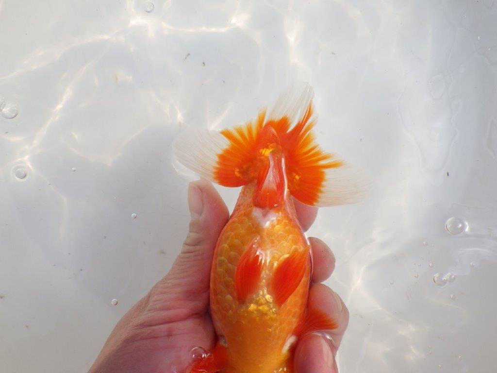 【愛知 伊藤孝広 氏】品評大会に向けて飼い込み！明け二歳らんちゅう約14,5cmオス