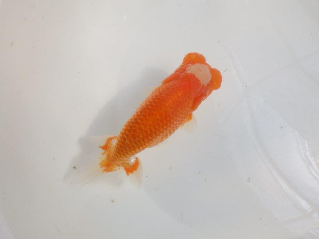 【愛知 伊藤孝広 氏】貴重なカナコ柄が美しい明け二歳らんちゅう約16cmオス