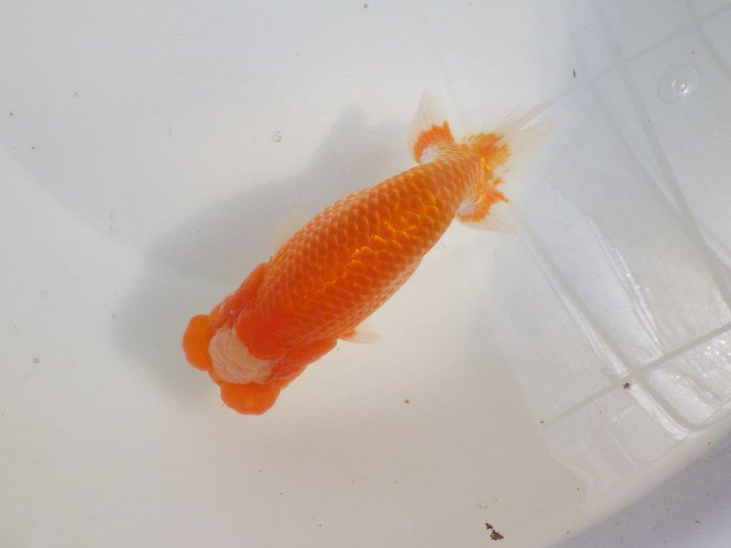 【愛知 伊藤孝広 氏】貴重なカナコ柄が美しい明け二歳らんちゅう約16cmオス