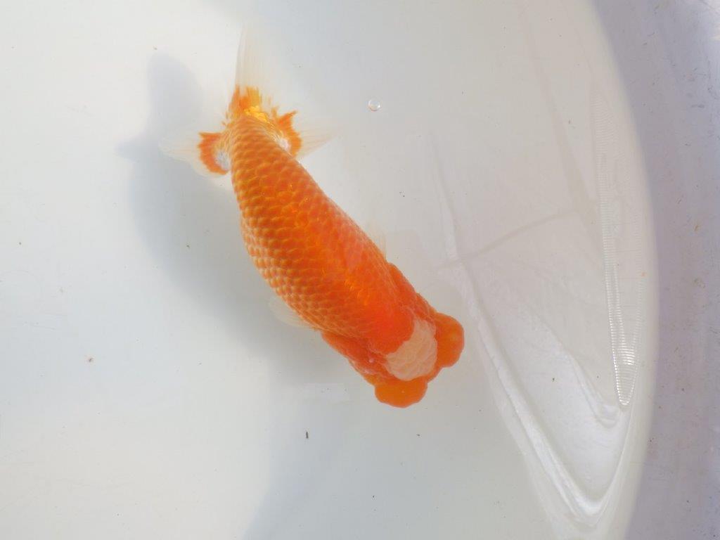 【愛知 伊藤孝広 氏】貴重なカナコ柄が美しい明け二歳らんちゅう約16cmオス