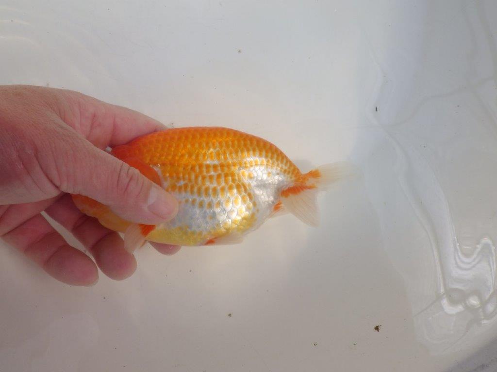 【愛知 伊藤孝広 氏】貴重なカナコ柄が美しい明け二歳らんちゅう約16cmオス