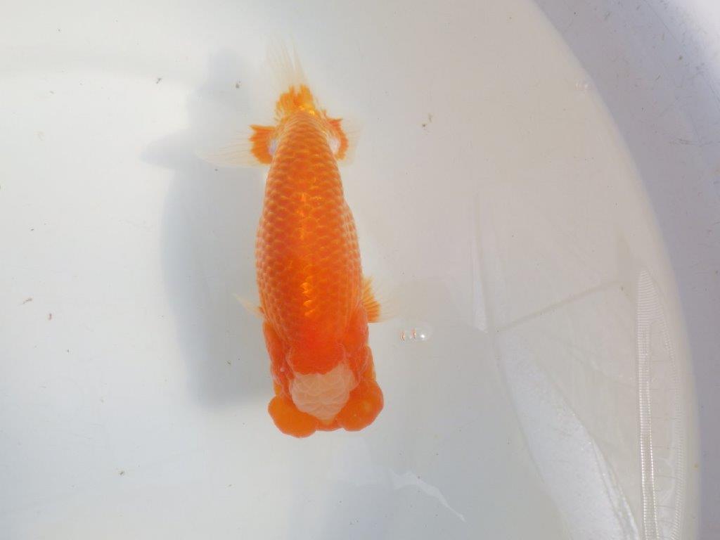 【愛知 伊藤孝広 氏】貴重なカナコ柄が美しい明け二歳らんちゅう約16cmオス