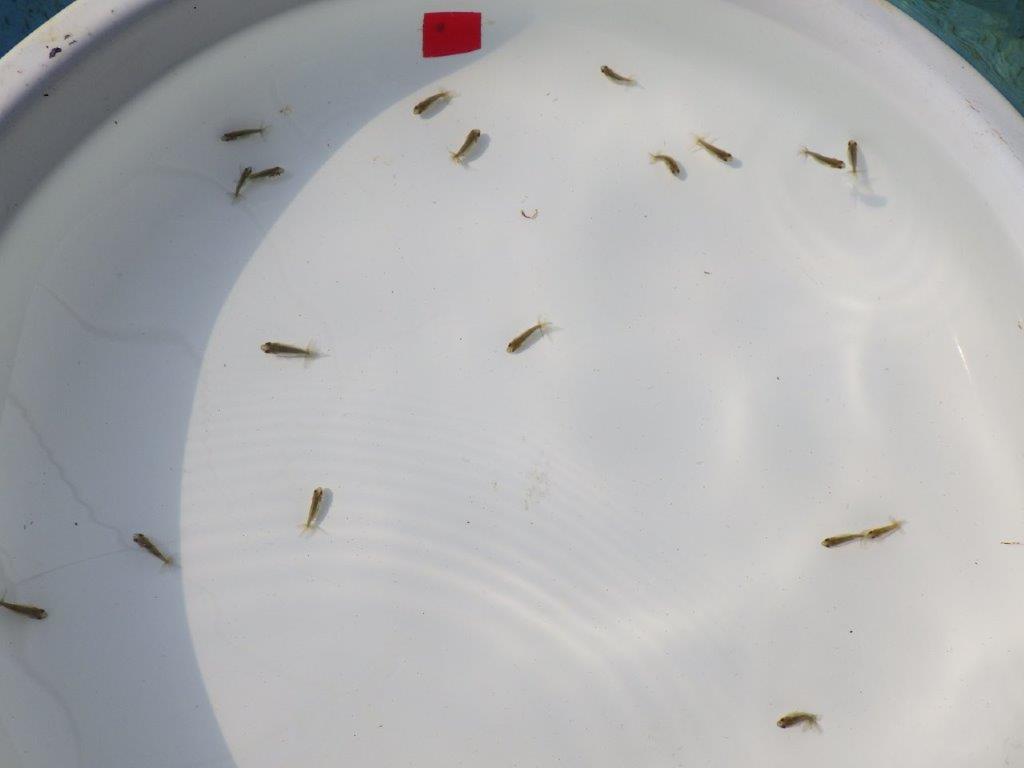 【全国大会東大関獲得系統 】ヒーター加温なしで管理中の観賞用青仔５０尾セット