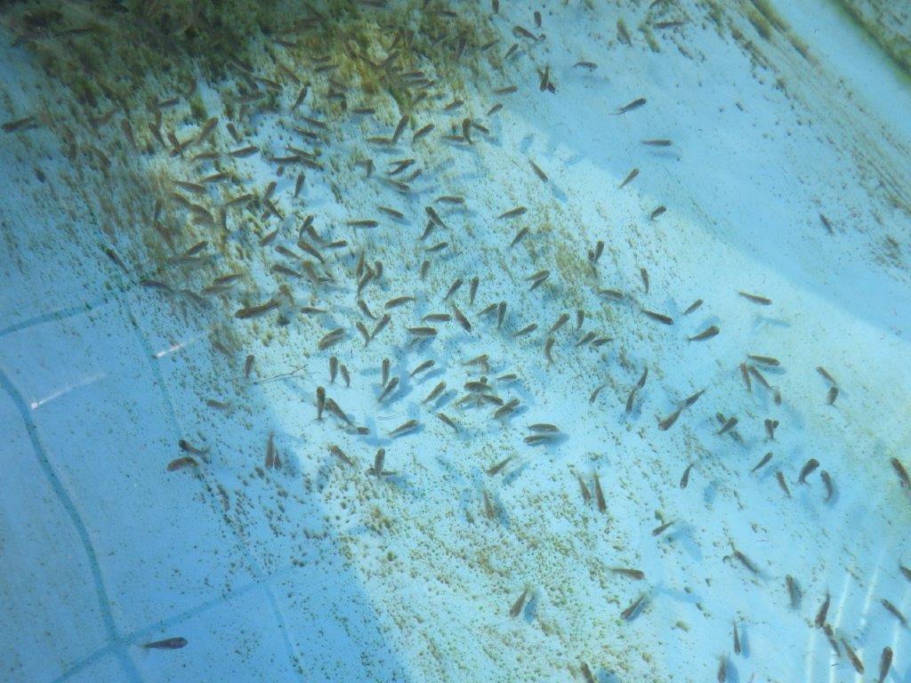 【全国大会東大関獲得系統 】ヒーター加温なしで管理中の観賞用青仔５０尾セット