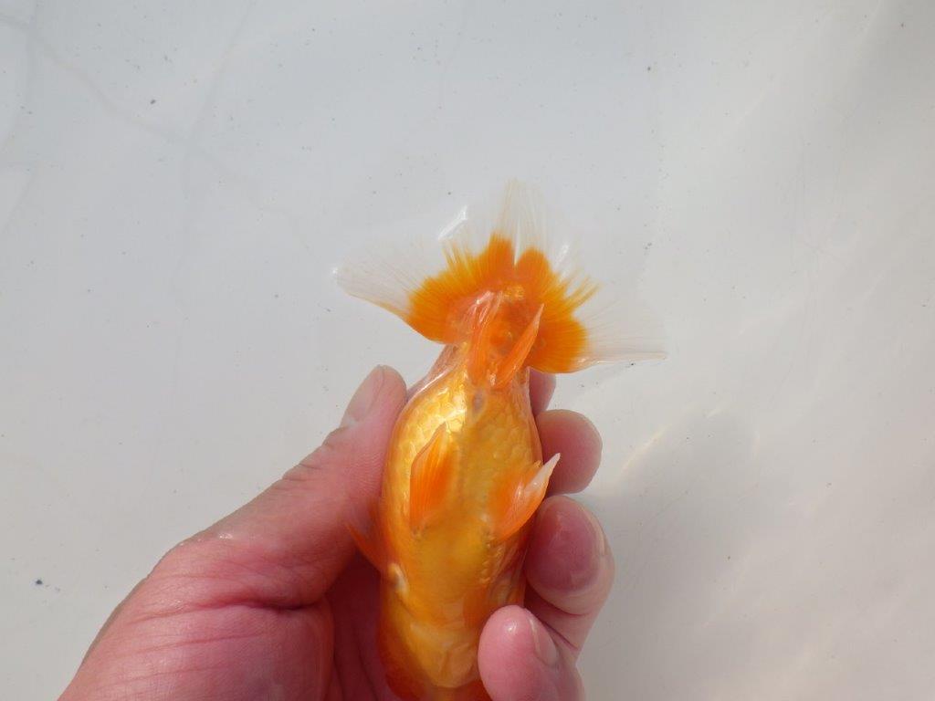 【 愛知超優良系統様】頭、尾型、構えが良い明け二歳らんちゅう 約11,5㎝ オス