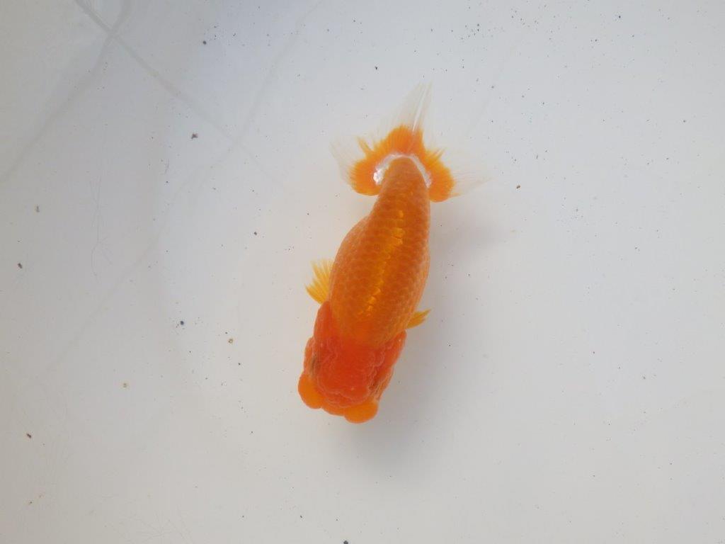 【 愛知超優良系統様】頭、尾型、構えが良い明け二歳らんちゅう 約11,5㎝ オス