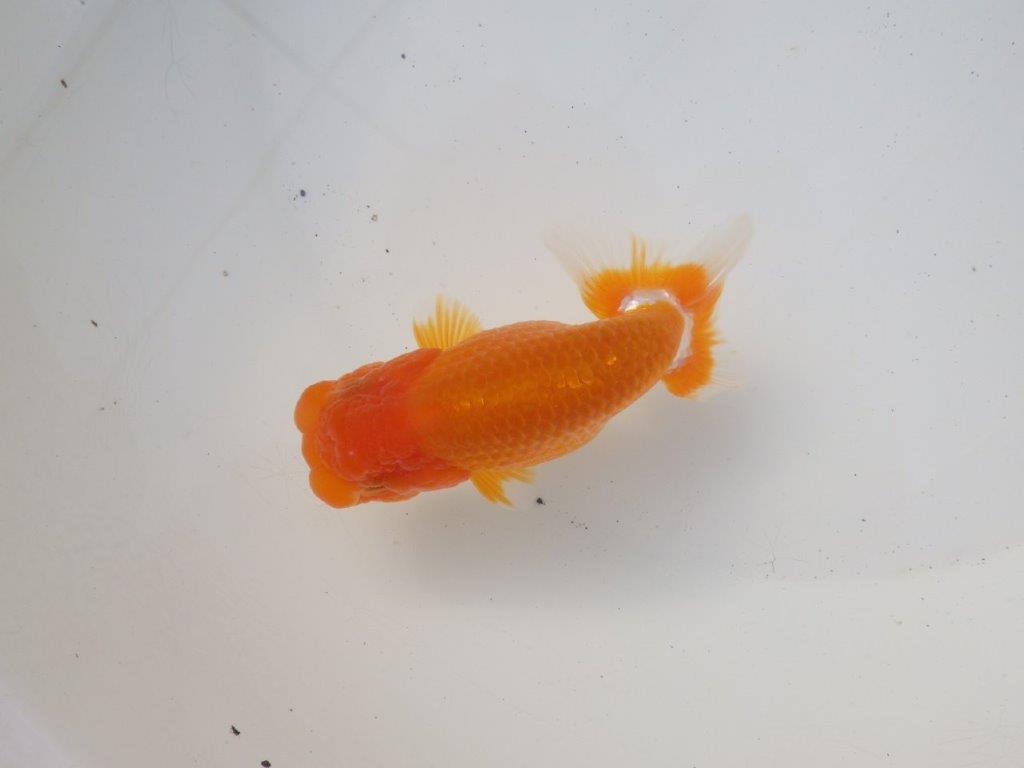 【 愛知超優良系統様】頭、尾型、構えが良い明け二歳らんちゅう 約11,5㎝ オス