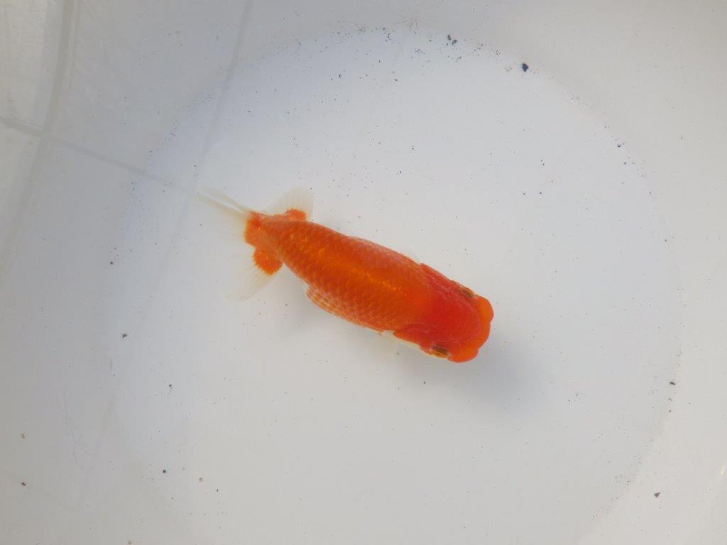 【 愛知超優良系統様】綺麗な柄で水槽映え明け二歳らんちゅう 約14㎝