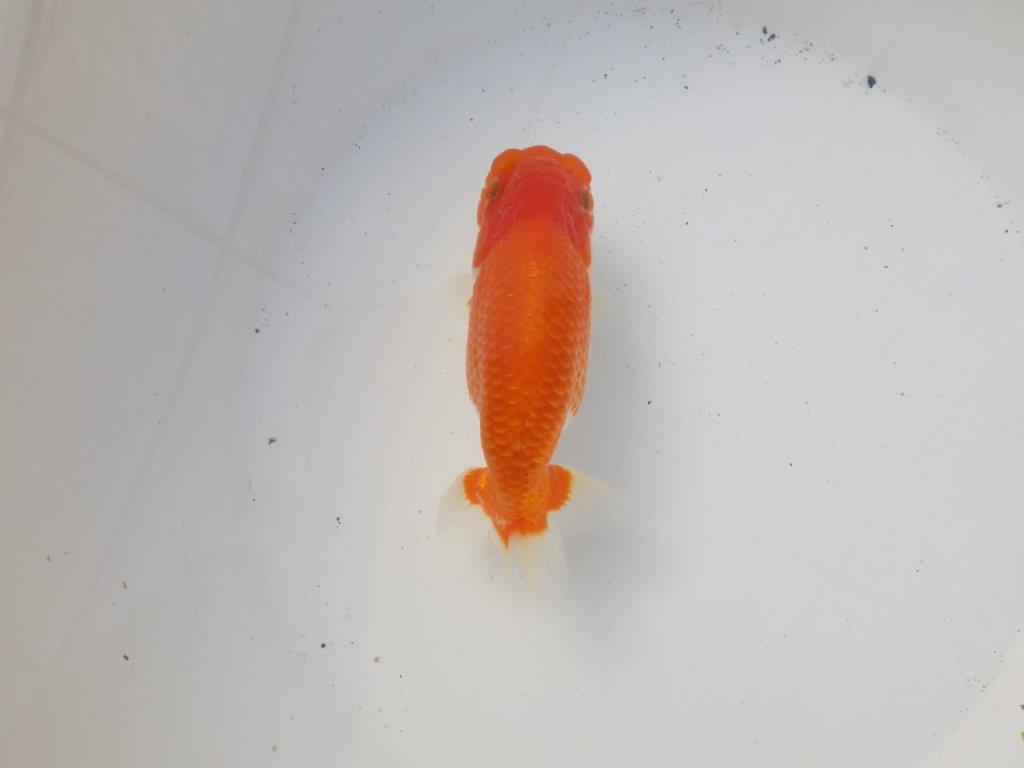 【 愛知超優良系統様】綺麗な柄で水槽映え明け二歳らんちゅう 約14㎝