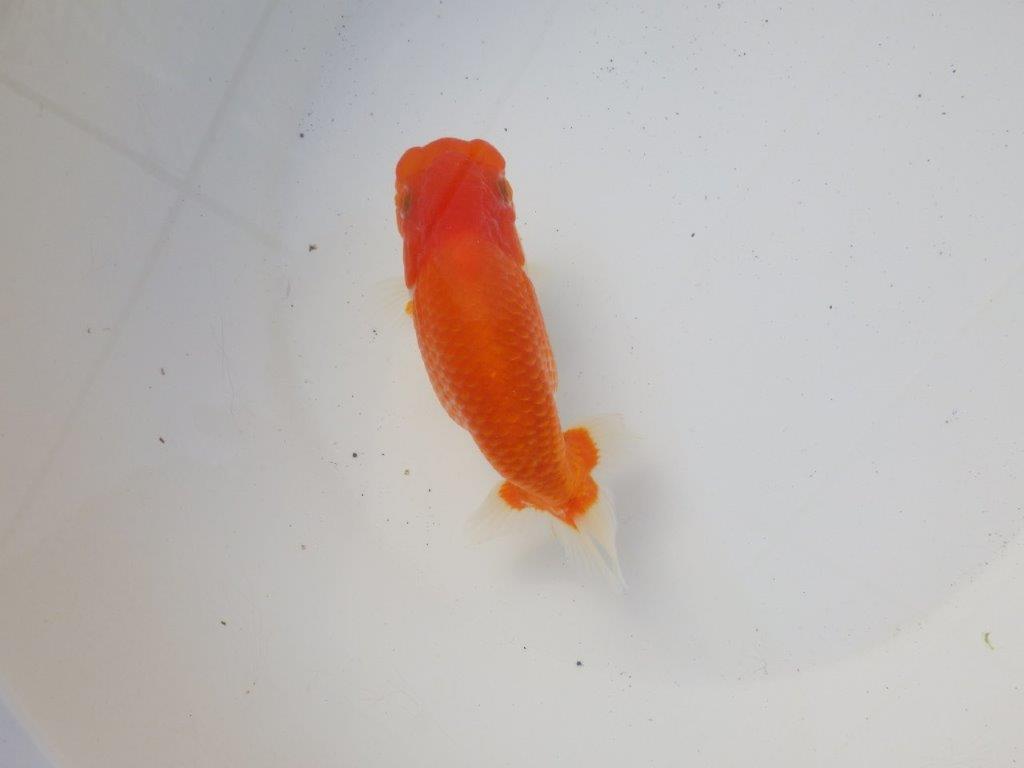 【 愛知超優良系統様】綺麗な柄で水槽映え明け二歳らんちゅう 約14㎝