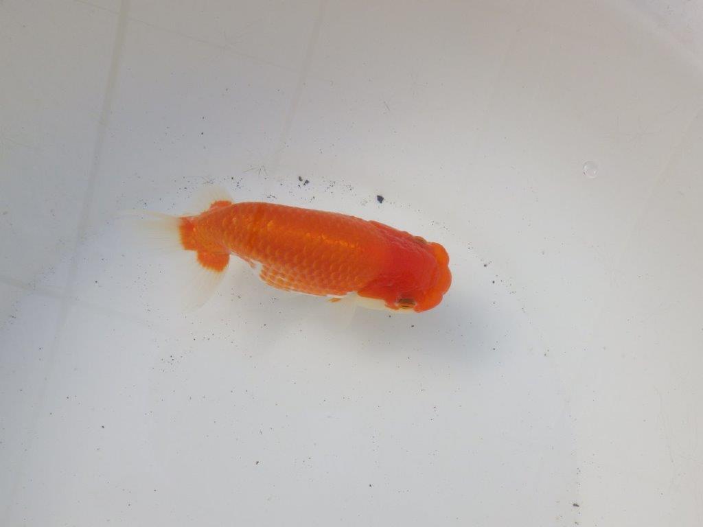 【 愛知超優良系統様】綺麗な柄で水槽映え明け二歳らんちゅう 約14㎝