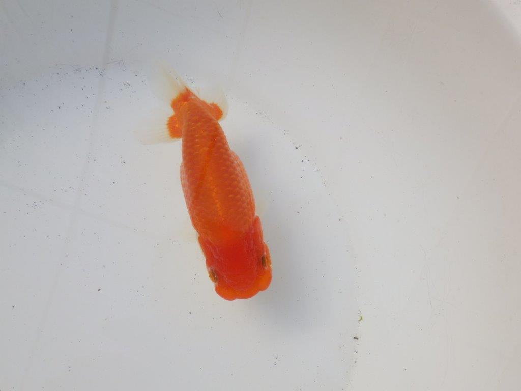 【 愛知超優良系統様】綺麗な柄で水槽映え明け二歳らんちゅう 約14㎝