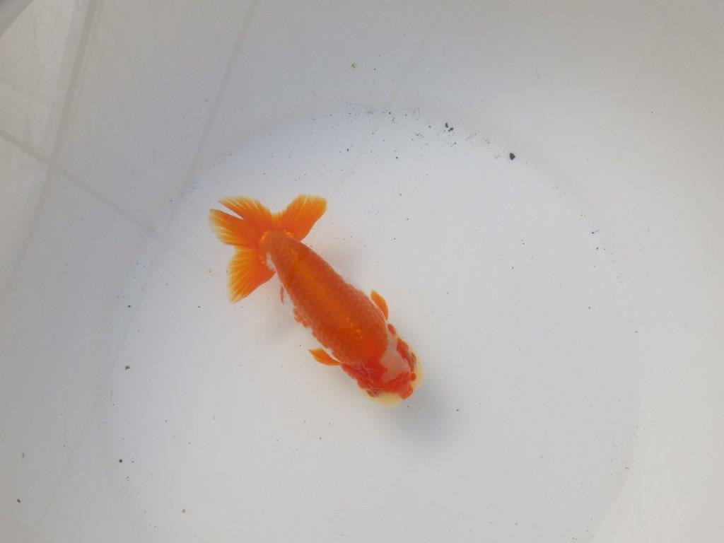 【 愛知超優良系統様】綺麗な柄でご鑑賞お勧め明け二歳らんちゅう 約14㎝オスの上身