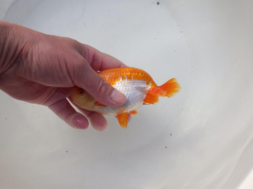 【 愛知超優良系統様】綺麗な柄でご鑑賞お勧め明け二歳らんちゅう 約14㎝オス