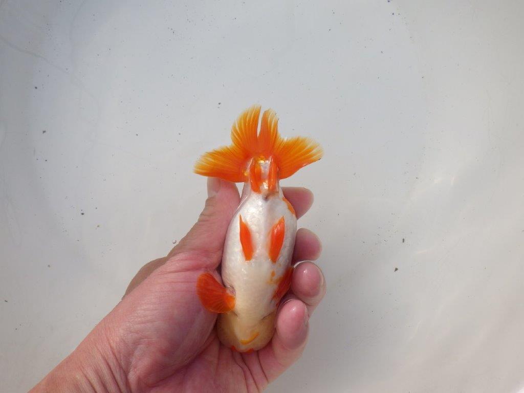 【 愛知超優良系統様】綺麗な柄でご鑑賞お勧め明け二歳らんちゅう 約14㎝オス