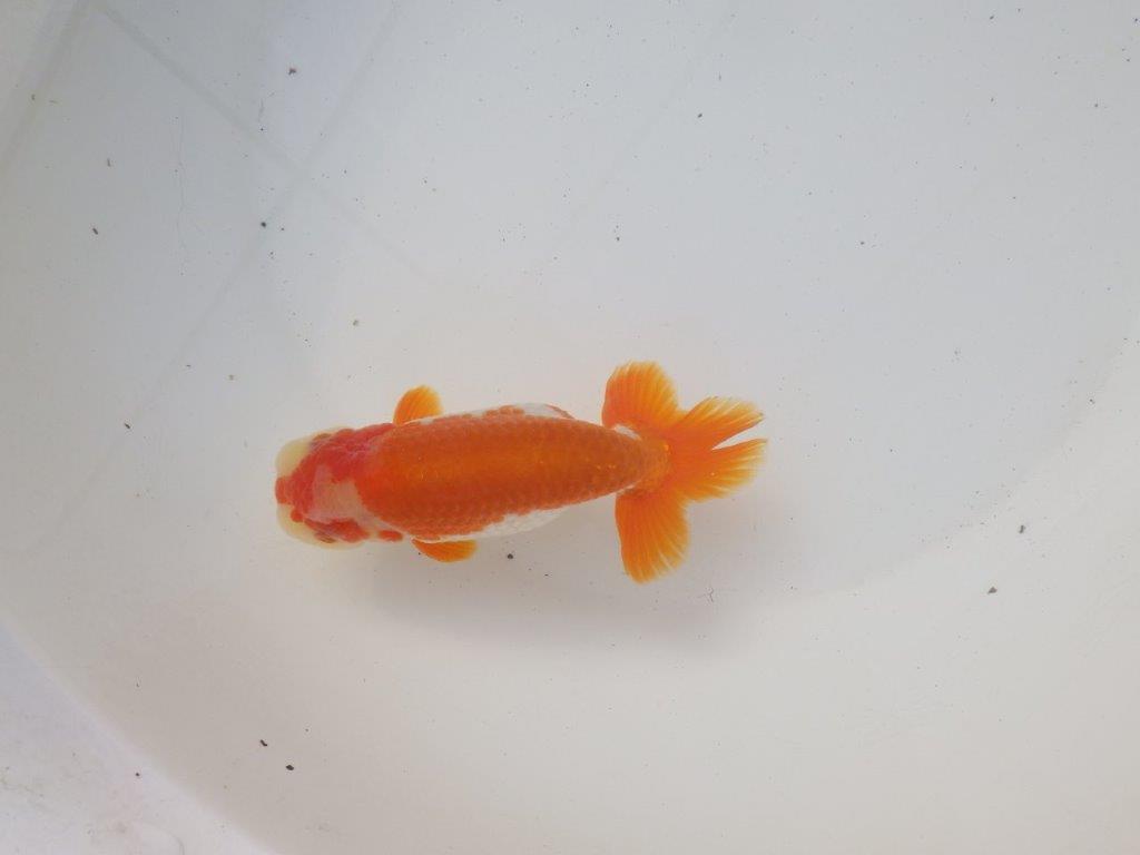 【 愛知超優良系統様】綺麗な柄でご鑑賞お勧め明け二歳らんちゅう 約14㎝オス