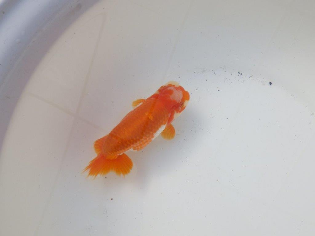 【 愛知超優良系統様】太くたくましい体系で種にもお勧め明け二歳らんちゅう 約15㎝オス