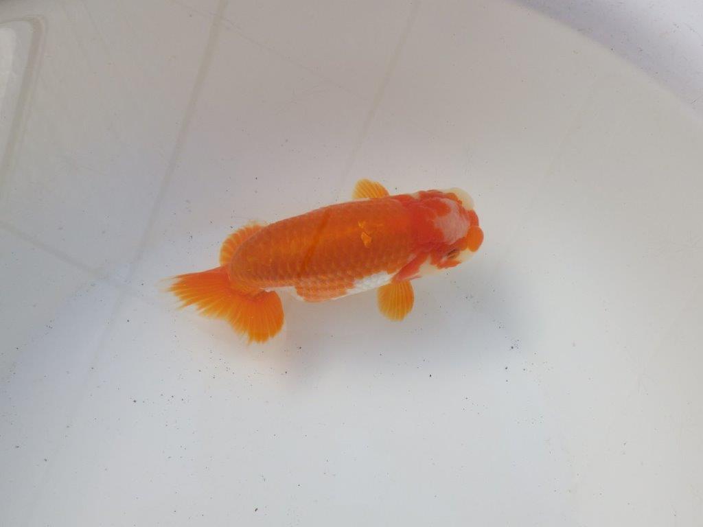 【 愛知超優良系統様】太くたくましい体系で種にもお勧め明け二歳らんちゅう 約15㎝オス