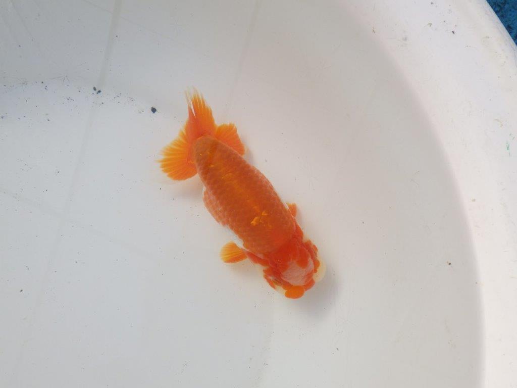 【 愛知超優良系統様】太くたくましい体系で種にもお勧め明け二歳らんちゅう 約15㎝オス