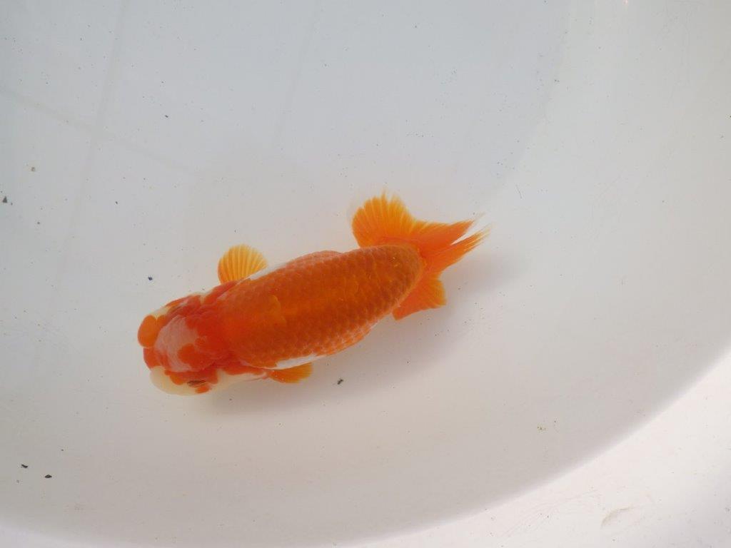 【 愛知超優良系統様】太くたくましい体系で種にもお勧め明け二歳らんちゅう 約15㎝オスの上身