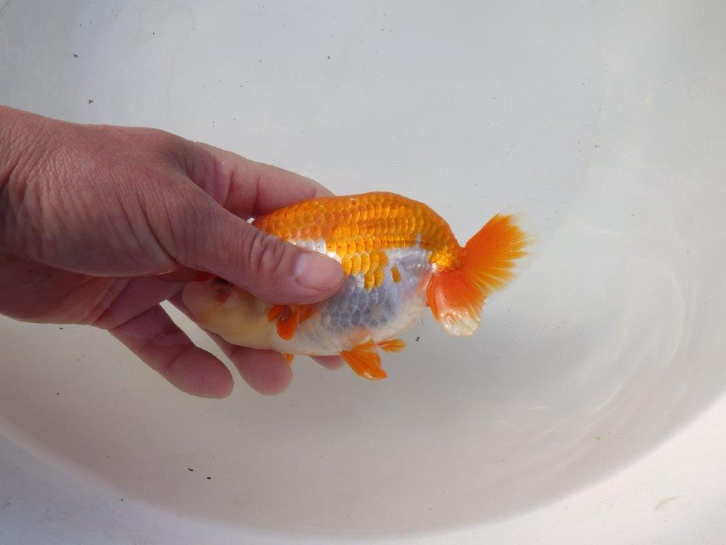 【 愛知超優良系統様】太くたくましい体系で種にもお勧め明け二歳らんちゅう 約15㎝オス