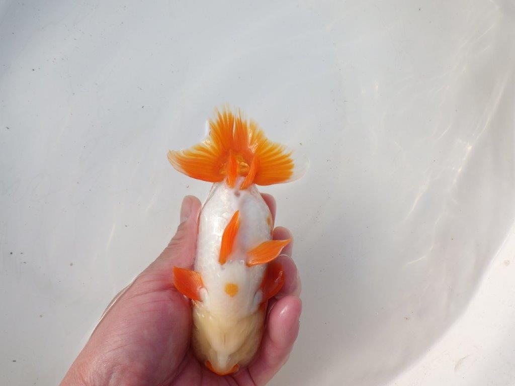 【 愛知超優良系統様】太くたくましい体系で種にもお勧め明け二歳らんちゅう 約15㎝オス