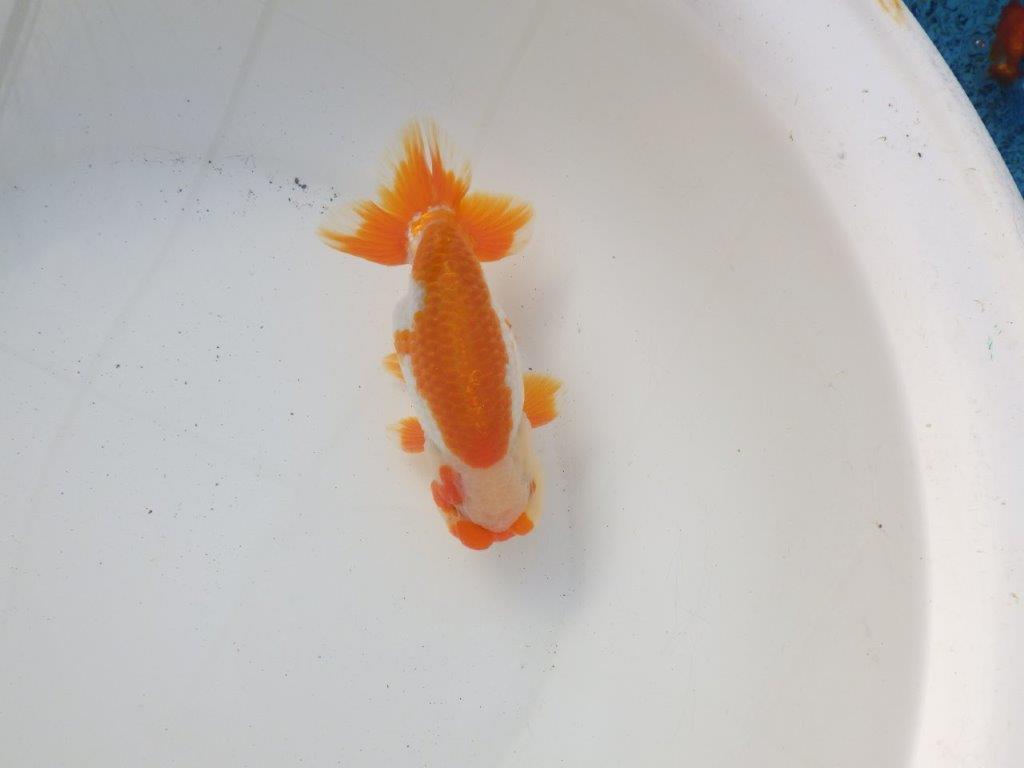 【 愛知超優良系統様】飼い込みお勧め明け二歳らんちゅう 約15㎝オス