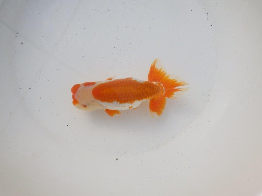 【 愛知超優良系統様】飼い込みお勧め明け二歳らんちゅう 約15㎝オス