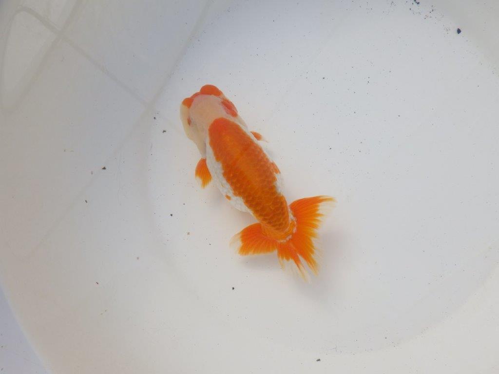 【 愛知超優良系統様】飼い込みお勧め明け二歳らんちゅう 約15㎝オスの上身