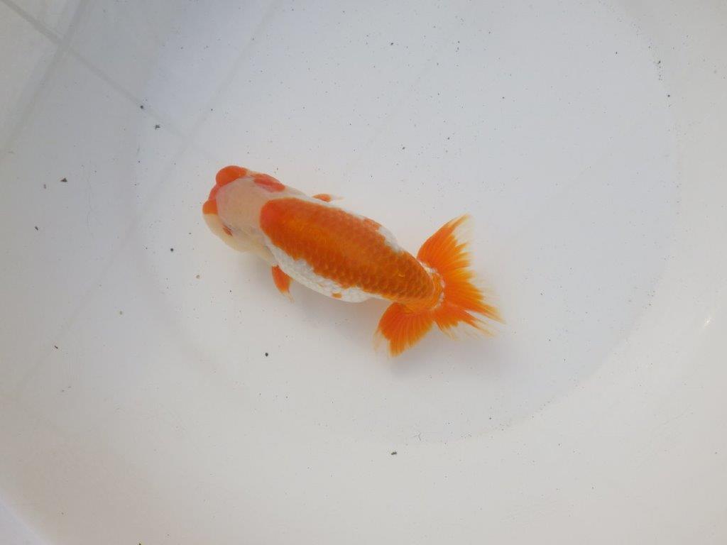 【 愛知超優良系統様】飼い込みお勧め明け二歳らんちゅう 約15㎝オス