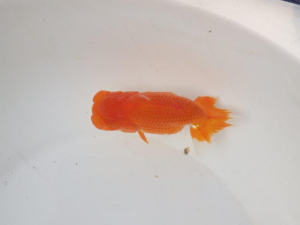 【岐阜超フンタンブリーダー】背のラインが綺麗で水槽映え!明け二歳らんちゅう 約13㎝メス?