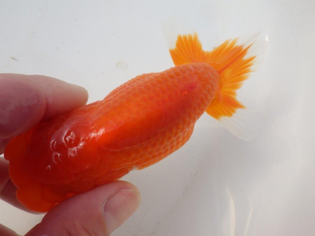 【岐阜超フンタンブリーダー】背のラインが綺麗で水槽映え!明け二歳らんちゅう 約13㎝メス?